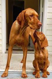 Maybe you would like to learn more about one of these? Hungarian Vizsla And Puppy Photo Sitnotbark Com Vizsla Puppies Vizsla Dogs Dogs