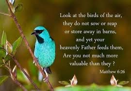 Look At The Birds Of The Air Nlt Look At The Birds Gotta Luv Birds Matthew 6 Book Of Matthew Powerful Scriptures