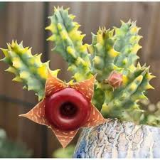 Image result for Huernia levyi