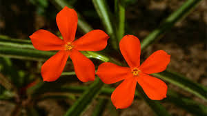 Image result for Tricliceras longepedunculatum