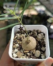 Image result for Brachystelma