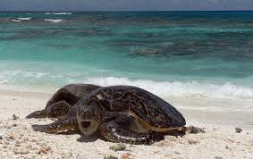 What is the life expectancy of a turtle? Green Turtle