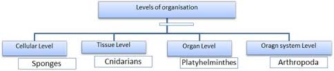 Animal Kingdom Class 11 Notes Biology Mycbseguide Cbse