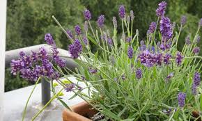 Lavendel Im Topf Selbst De Garten Lavendel Lavendel Im Topf Pflanzen