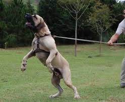 Dogs that carry two copies of the mutation will be affected and susceptible to develop bladder/kidney stones. Fila Brasileiro Brazilian Mastiff Temperament And Personality Loving And Affectionate Behavior