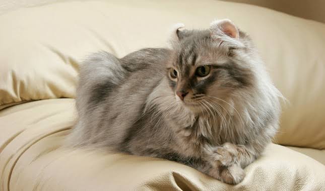 Mga resulta ng larawan para sa American curl cat breed"