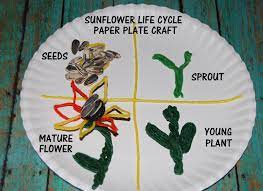 Wikki Stix Sunflower Life Cycle And Crafts For Kids Wikki Stix Sunflower Life Cycle Cycle For Kids Life Cycles