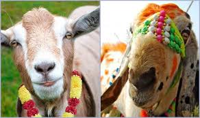 Eid ul adha qurbani ki dua: Eid Al Adha 2019 History Date Significance And Celebrations Of Muslim S Festival Of Eid Ul Zuha Or Bakra Eid India Com