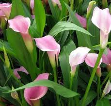 Image result for Zantedeschia rehmannii
