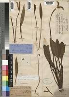 Image result for Aponogeton junceus