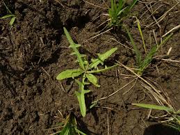 Image result for Launaea cornuta