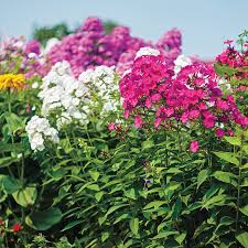 Deep cuts signal the plant to produce even more flowers! Bees Bouquet Hardy Phlox Seeds From Park Seed