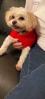 Missing beagles 1 male 2 females one of the females was my rig dog. 3yr.  Old.