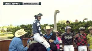 And the exciting ostrich race was taken by megan canady as she traveled the furthest distance. 2019 Emerald Downs Ostrich Race Youtube