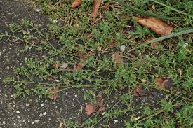 Image result for Polygonum aviculare