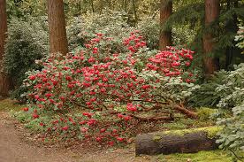 Image result for Rourea thomsonii