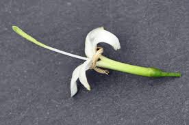 Image result for Pavetta sp. I