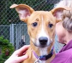 She is not a denton humane society dog. Petfinder Kitsap County The Y Guide