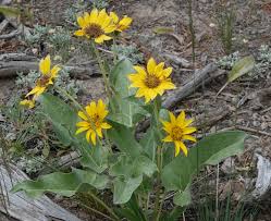 Image result for Chloris mossambicensis