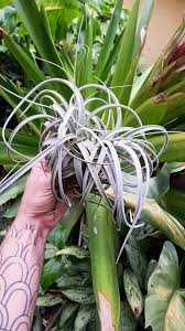 Image result for Pseudocalyx saccatus