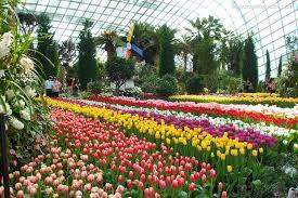 Tulipmania Gardens By The Bay Flower Dome Singapore