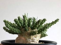 Image result for Euphorbia daviesii