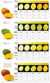 Studious Mango Ripening Chart 2019