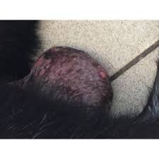 Image result for scrotum dog skin peeling