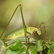 Image result for Englerina muerensis