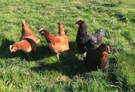 La pintade peut peser de 1kgs200 à 2kgs700. Eleveurs De Volailles Lapins Volailles Et Lapins En Vente Directe Producteur