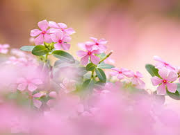 Available for hd, 4k, 5k pc, mac, desktop and mobile phones. Hd Periwinkle Wallpapers Peakpx