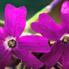 Image result for Verbena aristigera