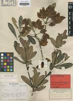 Image result for Terminalia trichopoda