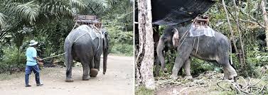 Retrouvez tous les diaporamas de jack50 dans sa. Pourquoi Faut Il Fuir Les Balades A Dos D Elephant En Thailande Ethika Siam Capteur De Reves