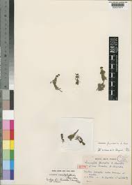 Image result for Limnophila fluviatilis