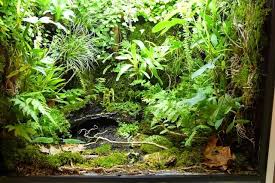 Hoge Stelling Met 2 Grote Paludaria In Aangeboden Forum Tropical Terrariums Aquascape Aquarium Planted Aquarium