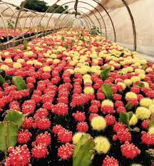 The following list is derived from uk nurseries who have advertised in the british cactus and succulent society. Cactus And Succulent Nursery Buy Cactus And Succulent Nursery Cactus Nursery Succulent Nursery Product On Alibaba Com