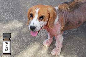 8 Uses Of Tea Tree Oil For Dogs Backed By Science Tea Tree Oil Benefits Tea Tree Oil Mites On Dogs