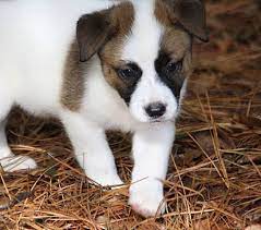 Lost and found pets of connecticut. Danbury Ct Bernese Mountain Dog Meet Sebastian A Pet For Adoption