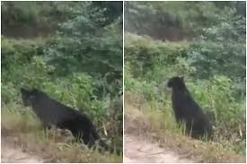 Polisi di ghaziabad, bagian utara uttar pradesh, menangani kasus video yang viral di twitter. Rare Black Panther Spotted Casually Chilling On Forest Road In India Viral Video Wows Twitter