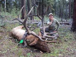 Elk are large animals in the deer family. Bull Elk Trophy Ridge Outfitters