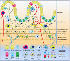 Frontiers Regulation Of The Autonomic Nervous System On Intestine Physiology
