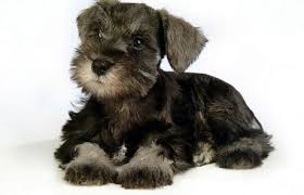 Black And Silver Miniature Schnauzer Breeders Miniature Schnauzer Puppies Schnauzer Puppy Miniature Schnauzer Puppies Puppy Pictures