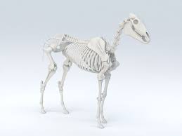 Horse Skeleton 3d Model 3ds Max Object Files Free Download Modeling 45947 On Cadnav 3d Model Model Horses