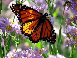 Spring Animal Pictures Amazing Butterflies Con Imagenes Mariposas Bonitas Jardin De Mariposas Mariposa Monarca
