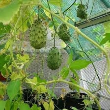 I recently stumbled upon kiwano fruit, otherwise known as kiwano melon, or horned melon. How To Grow Kiwano Melon In Pots Garden Balcony Garden Web