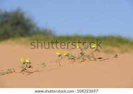 Image result for Tribulus zeyheri