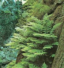 Image result for Osmundaceae