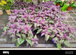 Image result for Gynura