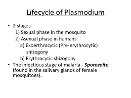 The details of the life cycle is summarized in fig. Life Cycle Of Plasmodium